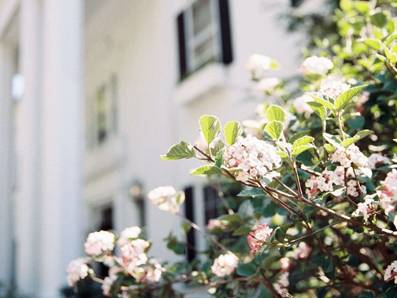 Blooming white flowers in focus with a blurred background of a traditional white building with black shutters, appealing to real estate buyers.